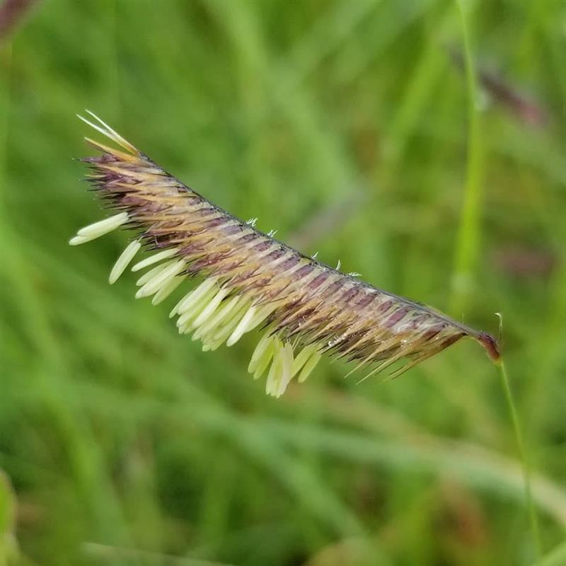Blue Grama (Bouteloua gracilis)