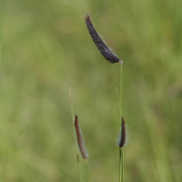 Blue grama seed head