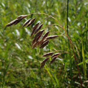 Praire Brome seed heads