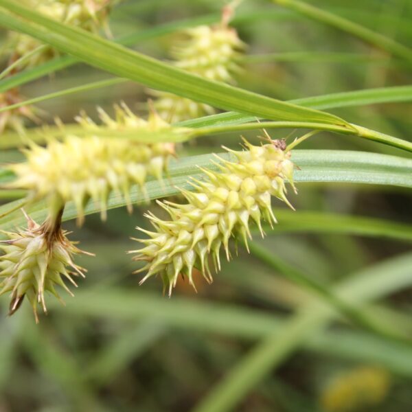 Porcupine Sedge seed head