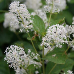 White New Jersey Tea Flowers