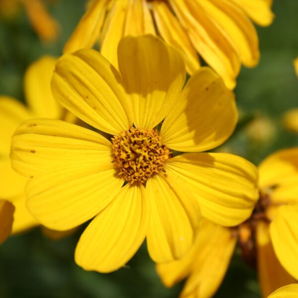 Prairie Coreopsis flower