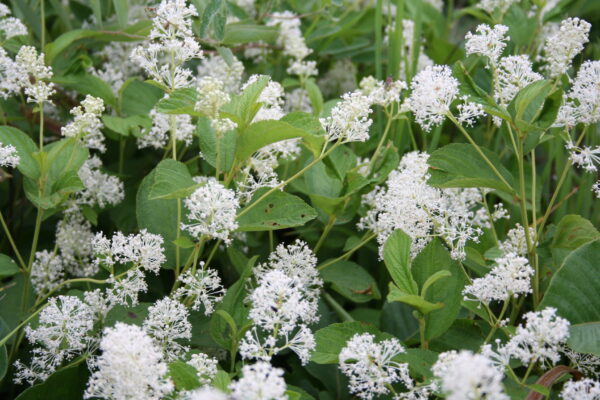 New Jersey Tea (Ceanothus americanus) - Image 2