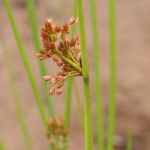 Common Rush (Juncus effusus) Six-pack