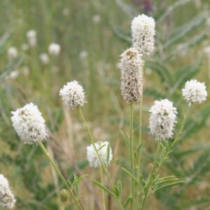 White Prairie Clovers in field