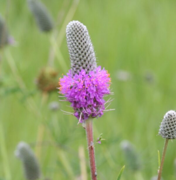 Purple Prairie Clover blossom