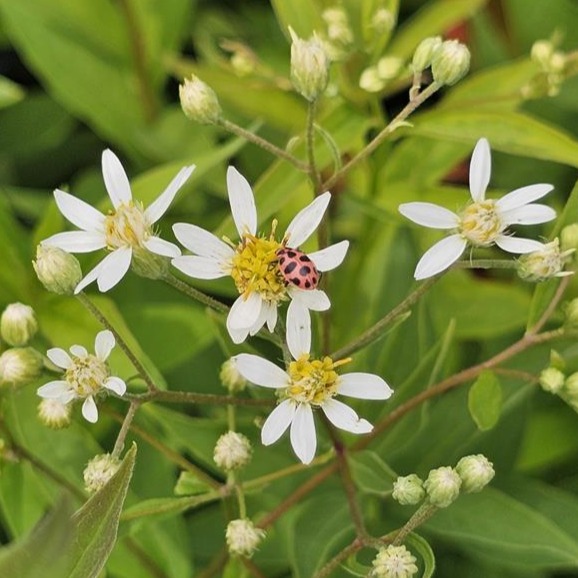 Flat-topped Aster (Doellingeria umbellata)