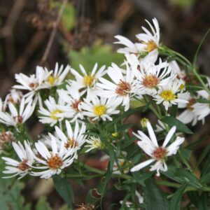 Flat Topped Aster flowers