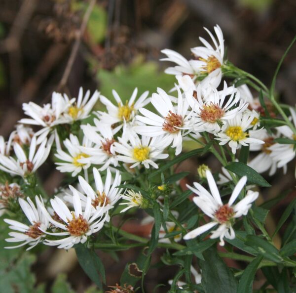 Flat Topped Aster flowers