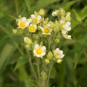 Prairie Cinquefoil blooms