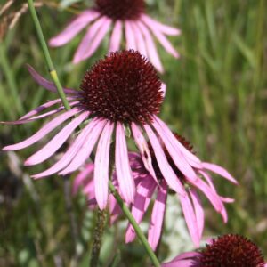 Narrow Leaf Conflower in bloom