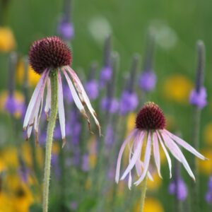 Two Pale Purple Coneflower blossoms in field