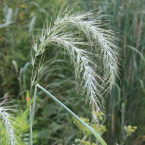 Canada Wild Rye seed head