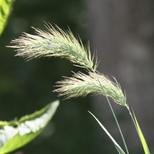 Silky Wild Rye tufts