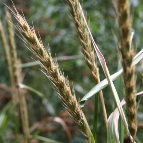 Virginia Wild Rye seed head