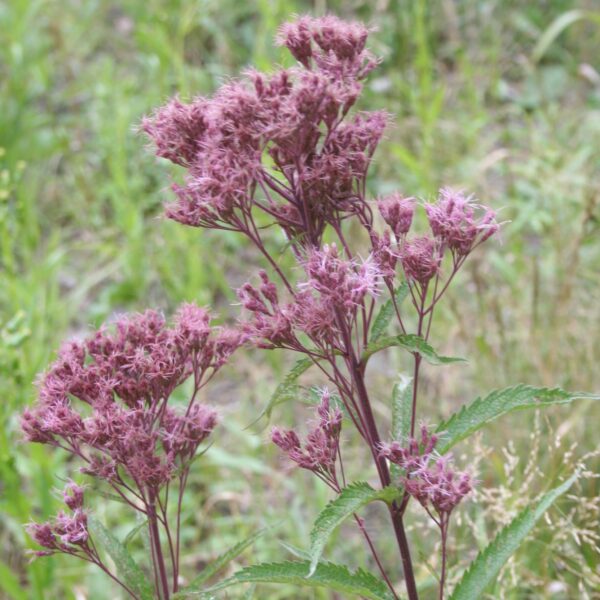 Sweet Joe-Pye Weed blooming with green background