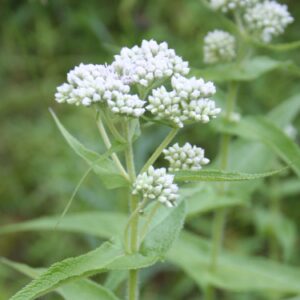 White Boneset Flowers on lush leafy background