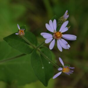 Large Leaved Aster flower