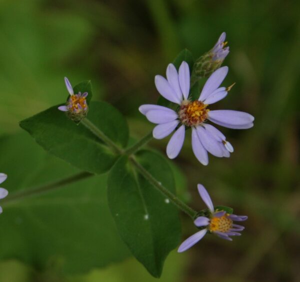 Large Leaved Aster flower