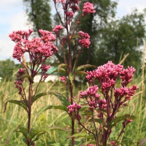 Joe Pye weed flowers in a field