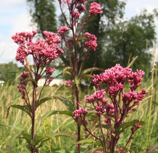 Joe Pye weed flowers in a field