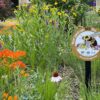Pocket Planting Pollinator Garden Bundle