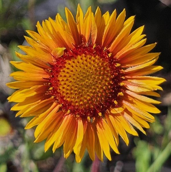 Blanketflower (Gaillardia aristata)