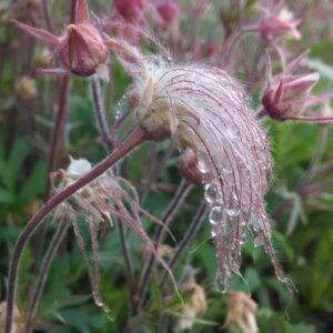 Blooming Prairie Smoke