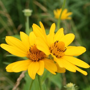 Bright Yellow Common Oxe Eye blooms