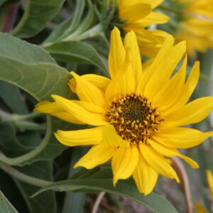 Bright yellow Maximilian Sunflower bloom