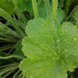 Prairie Alumnroot Leaf