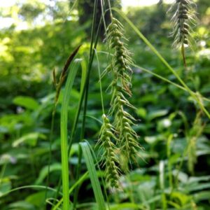 Long-beaked Sedge (Carex sprengelii) Six-pack