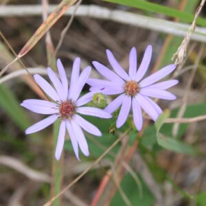 Sky-blue Aster (Symphyotrichum oolentangiense) Six-pack