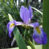 Northern Blue Flag Iris in full bloom