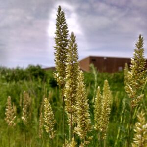 Junegrass seed heads stretch towards the sky