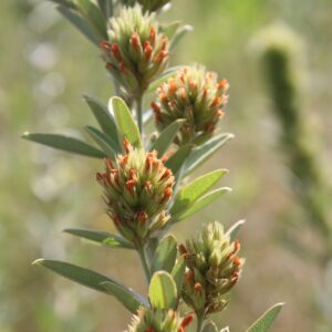 Round-headed bushclover buds