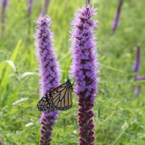 Prairie Blazing Star with Monarch pollinator