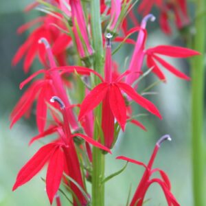 Close up view of Cardinal Flower