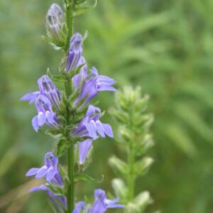 Great Blue Lobelia blooming