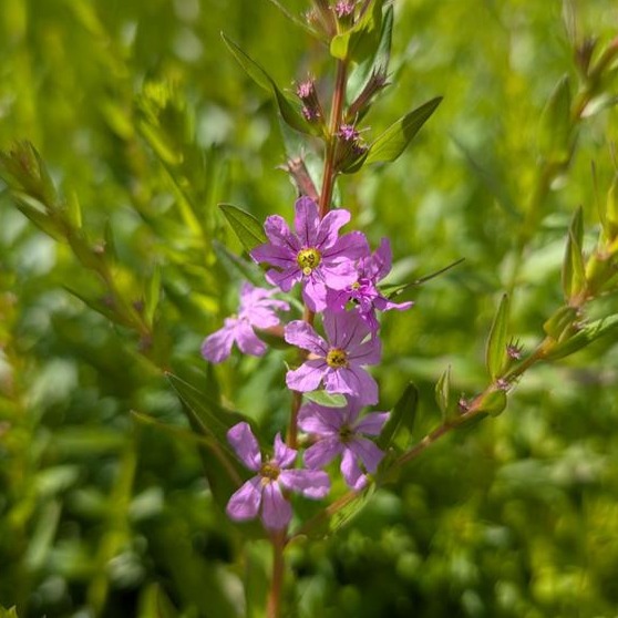 Winged Lythrum (Lythrum alatum) Six-pack