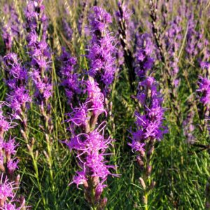 Field of Dotted Blazing Star flowers