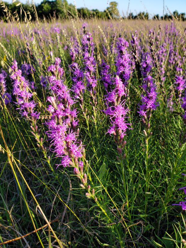 Dotted Blazing Star (Liatris punctata)