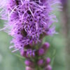 Prairie Blazing Star (Liatris pycnostachya) - Image 4
