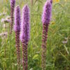 Prairie Blazing Star (Liatris pycnostachya) - Image 3