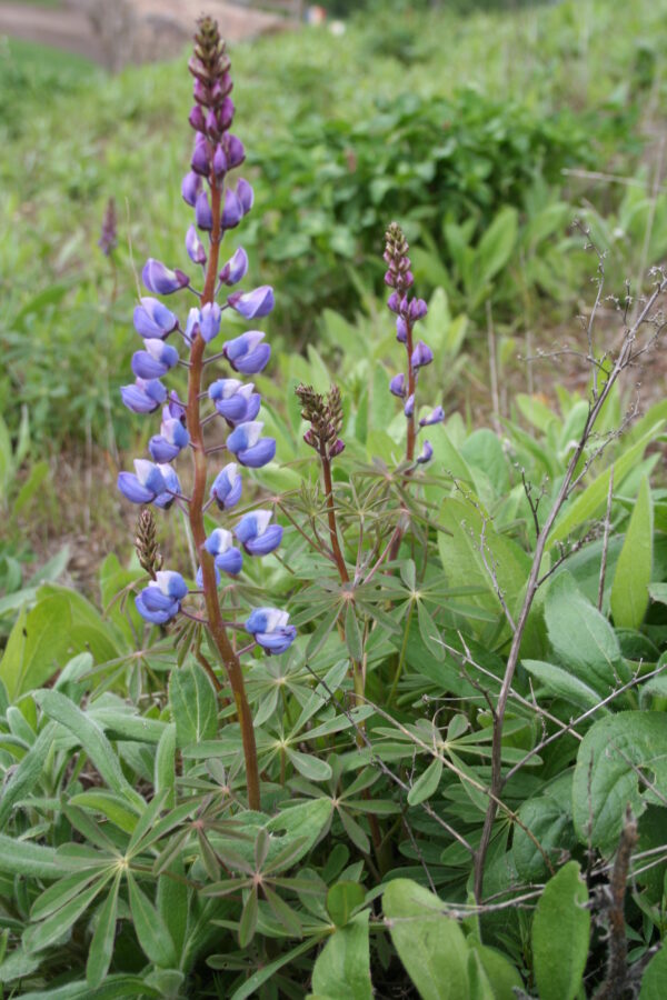 Wild Lupine (Lupinus perennis) - Image 2