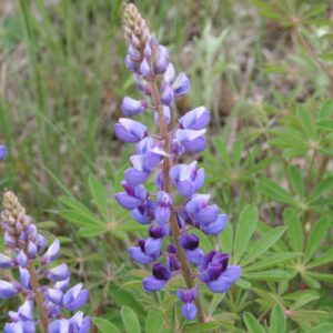 Wild Lupine Blooms