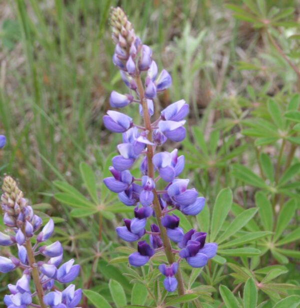 Wild Lupine Blooms