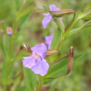 Purple Monkey Flower blooms