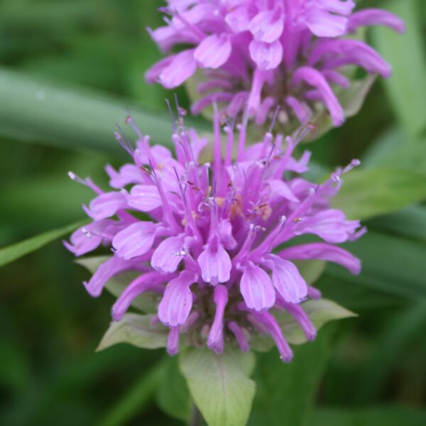 Wild Bergamot purple flowers