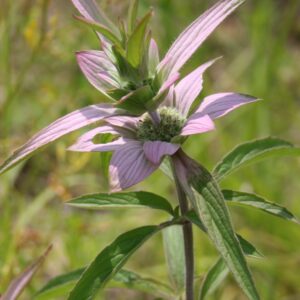 Spotted Bee Balm in full bloom